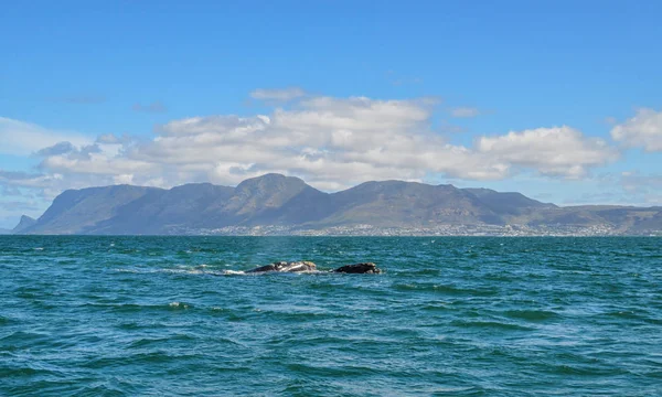 Southern Right Whales Swimming False Bay South Africa — Stock Photo, Image