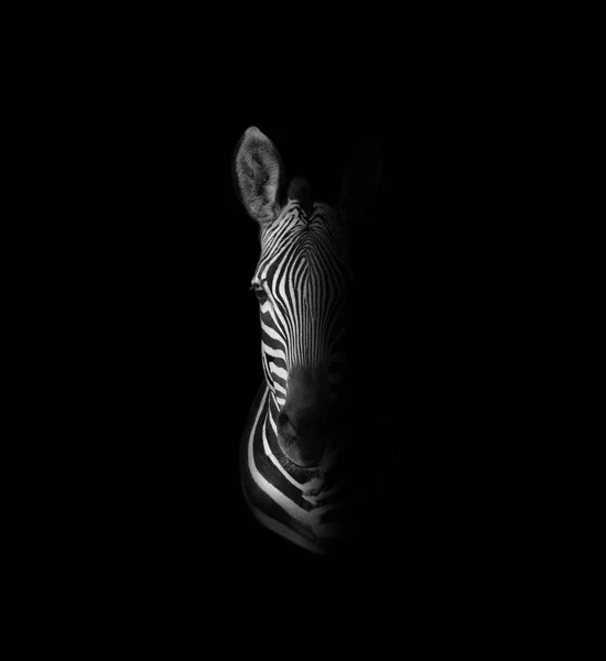 Dunkles Monochromes Portrait Eines Zebras Auf Schwarzem Hintergrund — Stockfoto