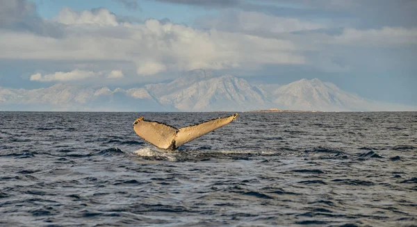 Baleia Jubarte Mostrando Cauda Enquanto Ele Mergulha False Bay África — Fotografia de Stock