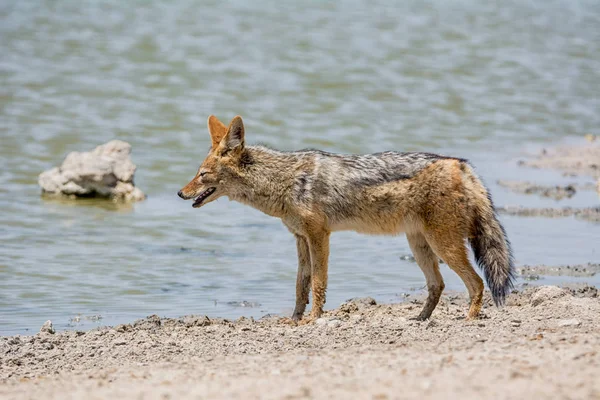 ナミビアのサバンナの川の横にあるセグロジャッカル — ストック写真