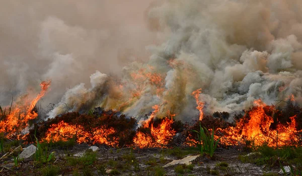 Güney Afrika'da Cape Yarımadası'nda kuru fynbos aracılığıyla kopyalama orman yangını