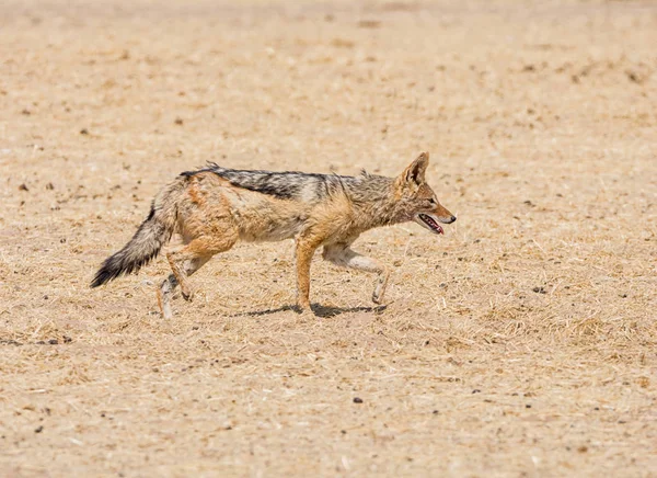 Chacal Respaldo Negro Caminando Namibia Savannah — Foto de Stock