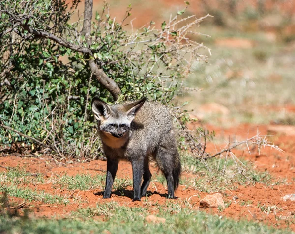 Netopýr Ušatý Fox Stojící Poblíž Bush Jižní Africké Savany — Stock fotografie