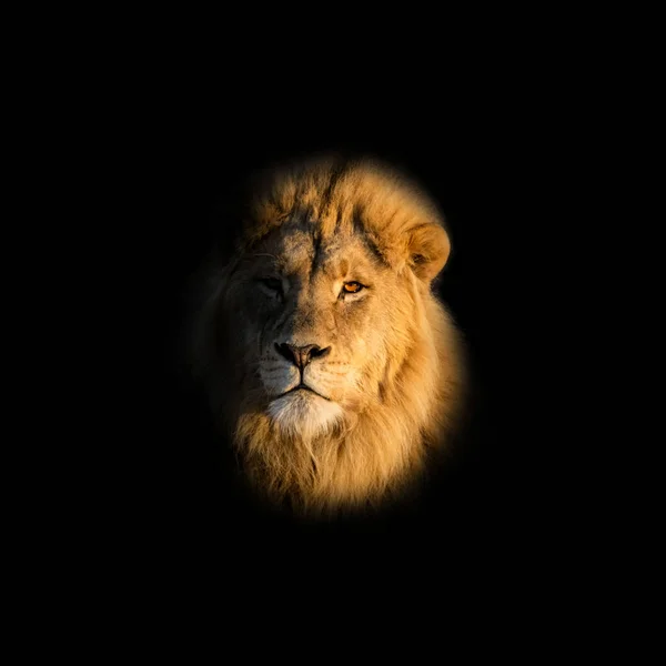 portrait of male Lion on black background