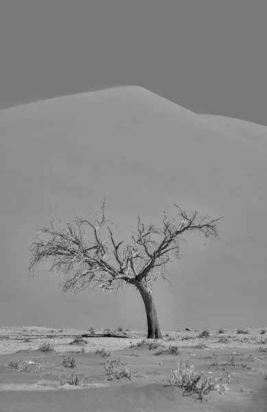 Monochrome Photo Dead Thorn Tree Sossusvlei Namibian Desert — Stock Photo, Image