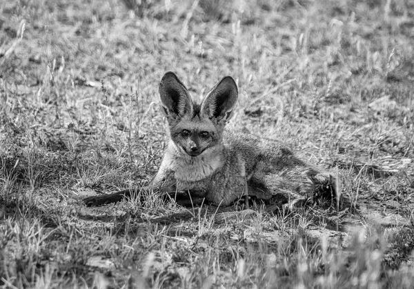 Foto Monocromática Bat Eared Fox Deitado Savana África Austral — Fotografia de Stock