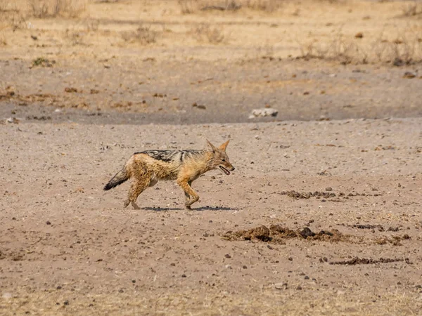 Black Backed Jakhals Lopend Namibian Savannah — Stockfoto