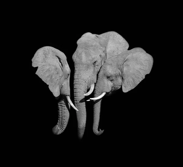Темні Монохромний Портрет Трьох Африканських Слонів Привітання — стокове фото