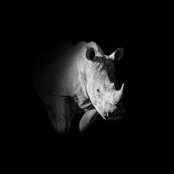 Zwart Wit Portret Van Witte Neushoorn Zwarte Achtergrond — Stockfoto