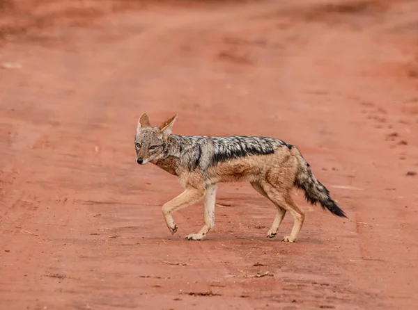 南部アフリカのサバンナで黒背景ジャッカルの汚い交差点赤を追跡します — ストック写真