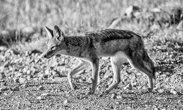 セグロジャッカル南部アフリカのサバンナを歩いて — ストック写真