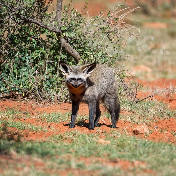 Netopýr Ušatý Fox Stojící Poblíž Bush Jižní Africké Savany — Stock fotografie