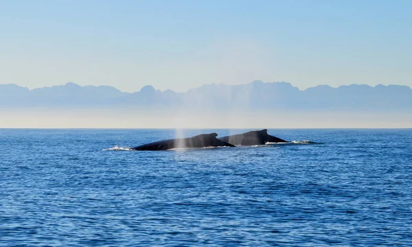 Baleias Jubarte Nadando False Bay África Sul — Fotografia de Stock