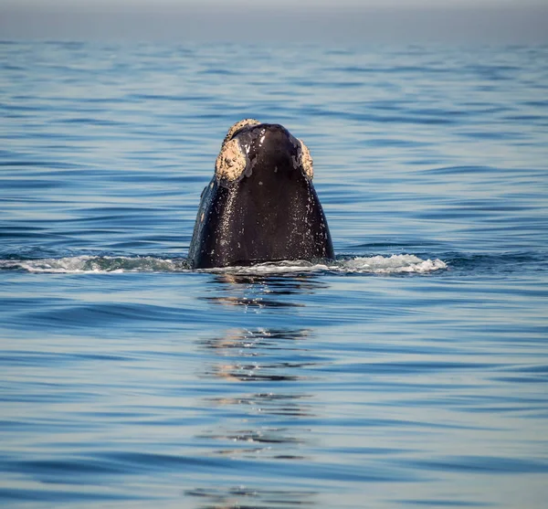 Espiada Baleias Francas Sul False Bay África Sul — Fotografia de Stock