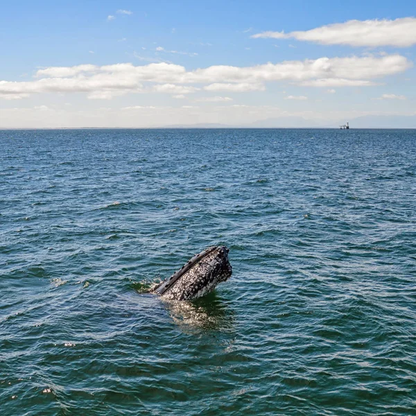 Espiada Baleias Jubarte False Bay África Sul — Fotografia de Stock