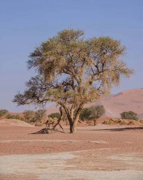 Bomen Bij Sossusvlei Namibische Woestijn — Stockfoto