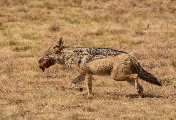 Chacal Dos Noir Traversant Savane Africaine Avec Des Restes Arrachés — Photo