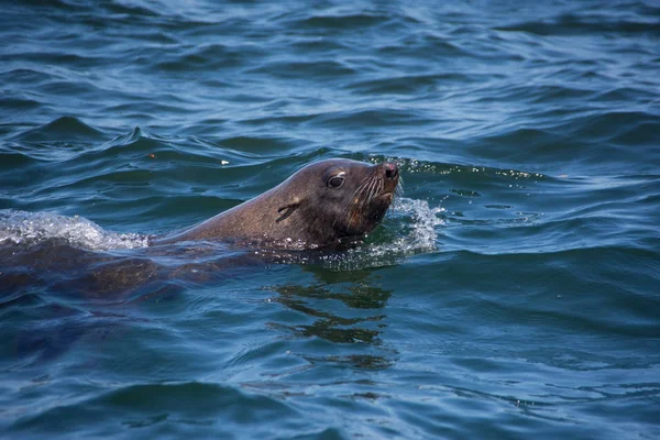 Perto Cabo Fur Seal Nadando Oceano — Fotografia de Stock