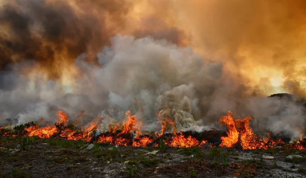 Incendios Forestales Rasgando Través Fynbos Secos Península Del Cabo Sudáfrica — Foto de Stock