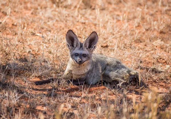 Close Van Grootoorvos Liggen Savanne Zuid Afrika — Stockfoto