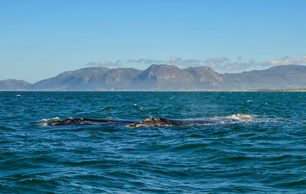 Southern Right Whales Swimming False Bay South Africa — Stock Photo, Image