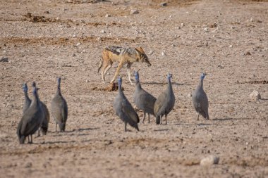 Black-backed jackal and Guineafowl birds in Namibia clipart