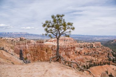 Bryce Milli Parkı, Utah cliff ve Peyzaj sahne ağaca
