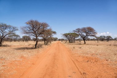 Güney Afrika savana vahşi aracılığıyla germe kırmızı kum parça