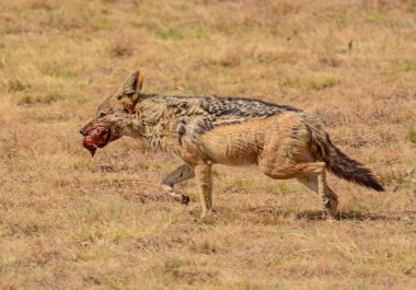 Kara sırtlı Çakal Afrika savana artıkları ile geçiş öldürmek yaşlandırma