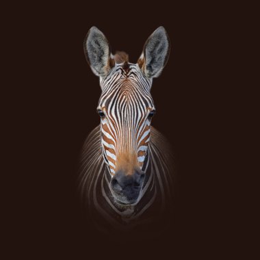 Siyah arka plan üzerine Cape dağ zebrası renk portresi