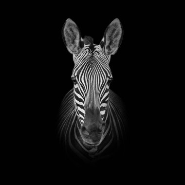 Cape dağ zebrası koyu siyah beyaz portre siyah arka plan üzerine