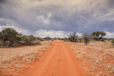 Güney Afrika savana vahşi aracılığıyla germe kırmızı kum parça