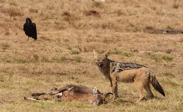 Ravage Chacal Dos Noir Partir Carcasses Non Surveillées Dans Savane — Photo