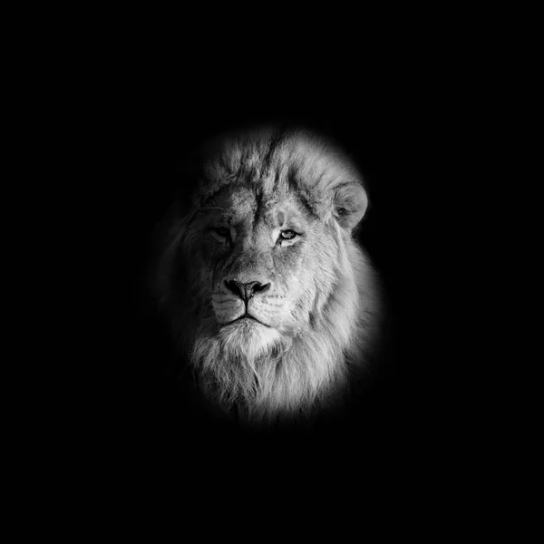 Monochromes Porträt Eines Männlichen Löwen Auf Schwarzem Hintergrund — Stockfoto