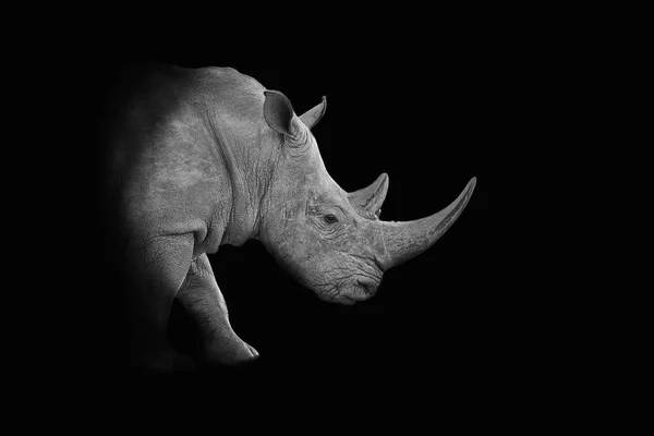 Portrait Monochrome Rhinocéros Blanc Sur Fond Noir — Photo