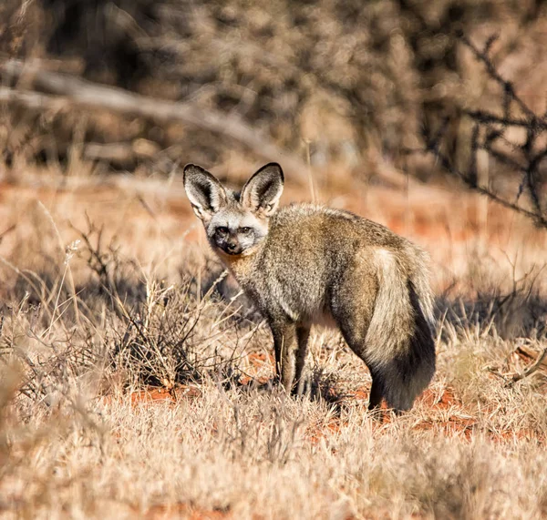 Close Van Grootoorvos Habitat Zuid Afrikaanse Savanne — Stockfoto