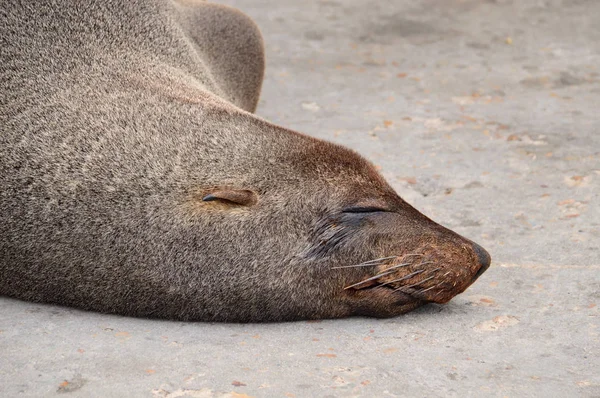 Female Elephant Seal Lying Beach Southern Africa — Stock Photo, Image