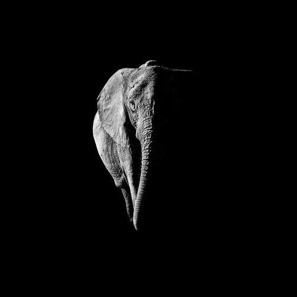 Black and white African Elephant standing portrait