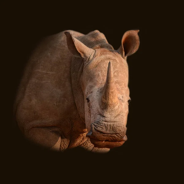 Retrato Cor Rinoceronte Branco Sobre Fundo Preto — Fotografia de Stock