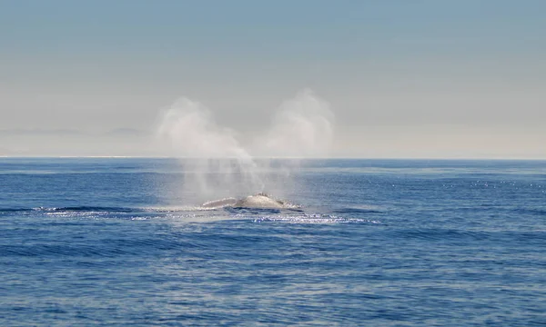 View Southern Right Whale Blowing False Bay South Africa — Stock Photo, Image