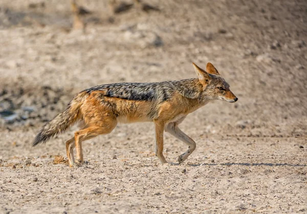 Sciacallo Nero Che Cammina Namibia Savannah — Foto Stock