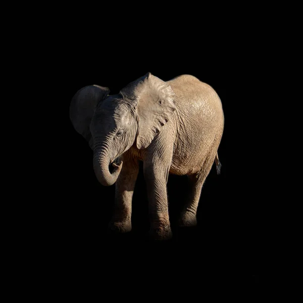 Портрет Baby Африканський Слон Темному Тлі — стокове фото