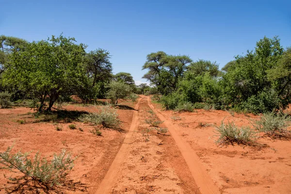 Krajobraz Sawanny Northern Cape Afryka Południowa — Zdjęcie stockowe