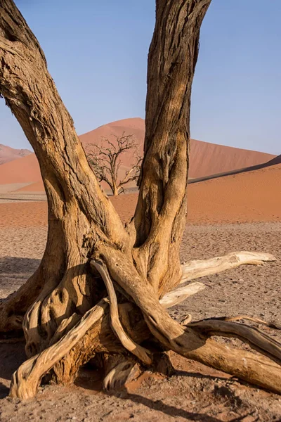 Bomen Bij Sossusvlei Namibische Woestijn — Stockfoto