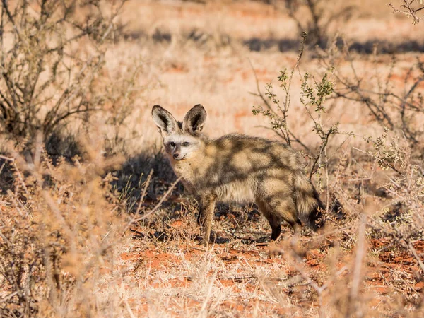 Κοντινό Πλάνο Του Νυχτερίδα Eared Αλεπού Στο Βιότοπο Νότια Αφρικανική — Φωτογραφία Αρχείου