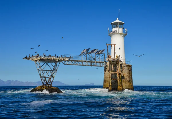 Latające Ptaki Roman Rock Lighthouse False Bay Republika Południowej Afryki — Zdjęcie stockowe