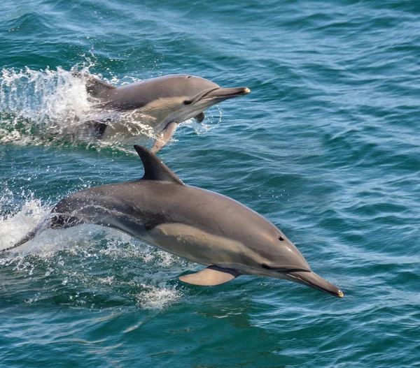 Common Dolphins Chasing Fish False Bay South Africa — Stock Photo, Image