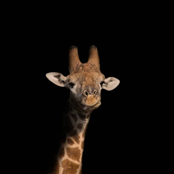 Dunkles Porträt Der Giraffe Auf Schwarzem Hintergrund — Stockfoto