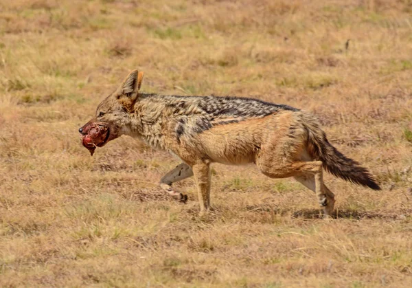 セグロジャッカル スクラップでアフリカのサバンナを渡る清掃殺すから — ストック写真