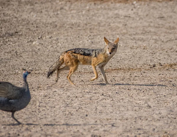 Chacal Respaldado Por Negros Ave Guineafowl Namibia — Foto de Stock